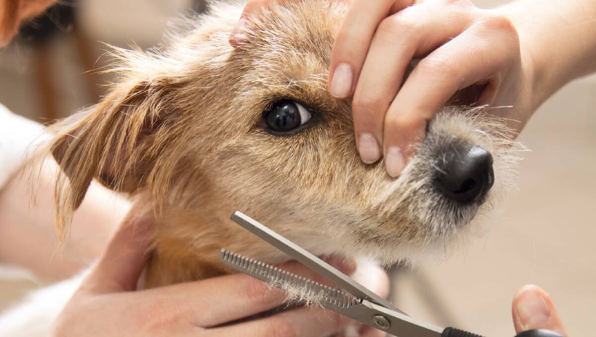 Advice on how to groom your dog at home | The Standard