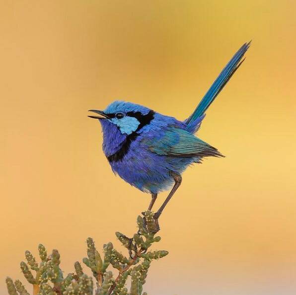 SPECIAL: The fairy wren only keeps its colour for three to four months. Picture: Alice Worswick.