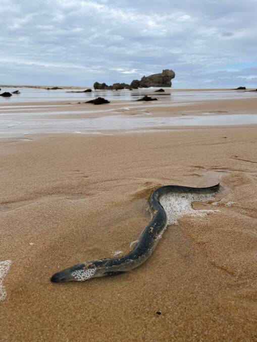 Stranded: An over-eager eel - his size suggests a male - became stuck after an ambitious attempt to wriggle to the ocean. Picture: Ben Silvester.