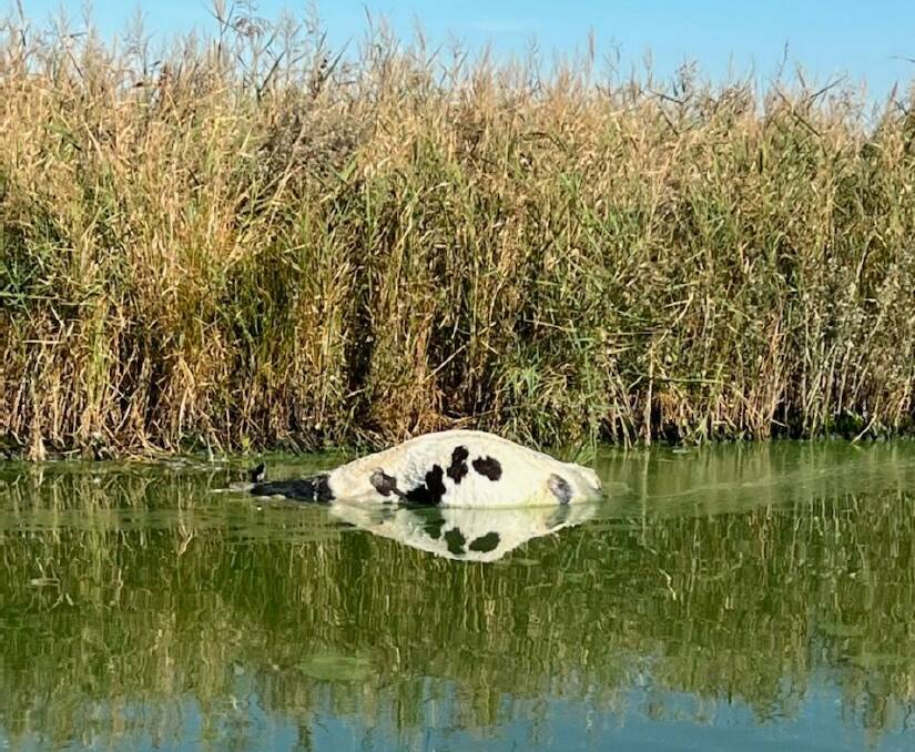 Poisoning possible: A spokesman for DELWP says vets believe the 25 dead cows in the Curdies River died after drinking the toxic river water, but a local farmer said this was "rubbish" and the cows must have drowned.