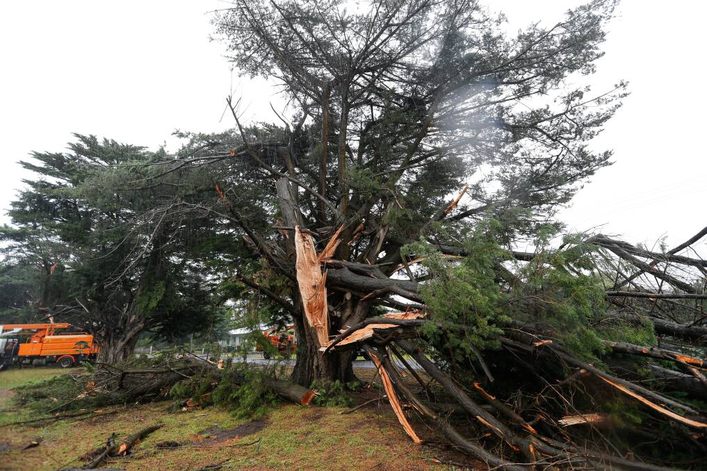 Splintered: A Monterey cypress on Mortlake's avenue of honour, split down the middle after last week's powerful storm. Picture: Anthony Brady.