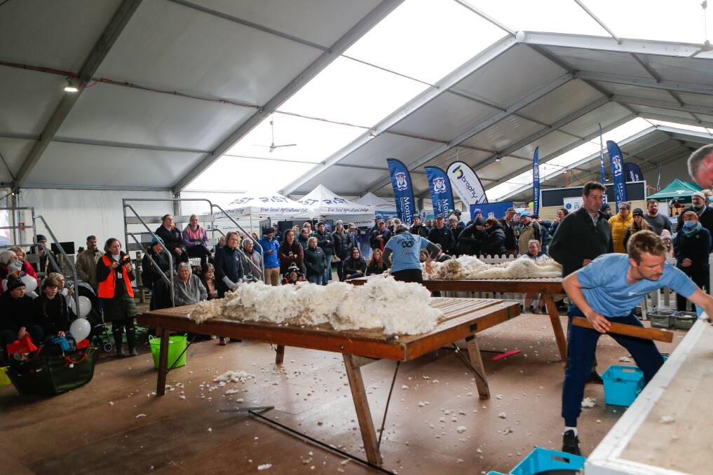 Staying trim: The shearers were doing fine work exhibiting their skills and stamina Hamilton's Sheepvention. Picture: Anthony Brady