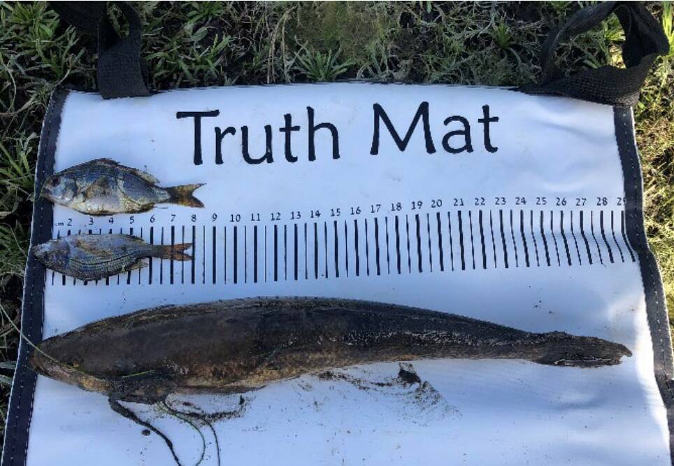 Victims: Dead fish pulled from the Surry River after the major fish kill that occurred after the estuary opened prematurely.