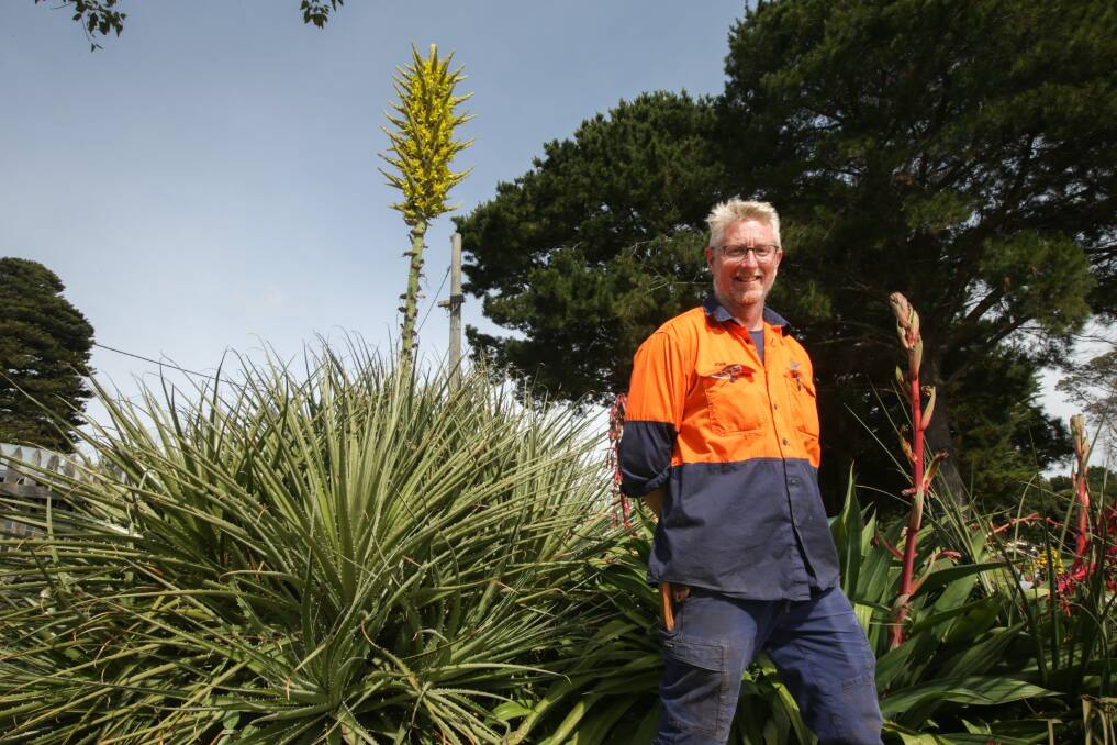 Proud: Warrnambool Botanic Gardens curator John Sheely is surprised the puya, which he planted seven years ago could produce a flower in Warrnambool's cool, wet climate. Picture: Chris Doheny.