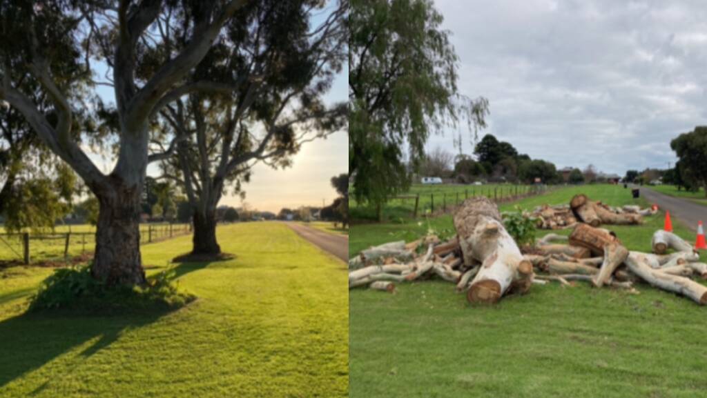 Moyne Shire Council is refusing to explain the circumstances that led to a developer cutting down two significant river red gum trees on council land.