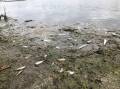 Major kill: Glenelg Hopkins Catchment Management Authority announced a "significant" fish kill in the Surry River after the estuary opened prematurely.