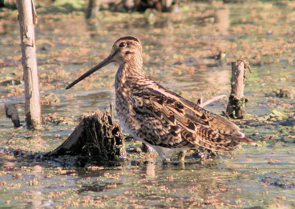 The Latham's Snipe is not critically endangered, but as a migratory bird that spends its non-breeding season in eastern Australia, its habitat is carefully protected.