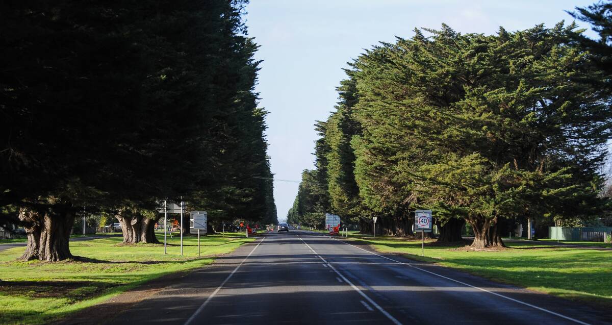 The Mortlake Avenue of Honour will look markedly different once its hundreds of ageing Monterrey cypress trees are replaced with holm oaks.