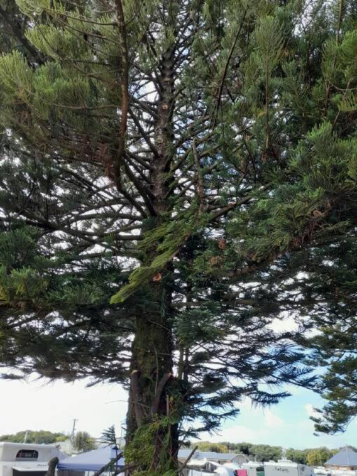 Dangerous: Several snapped boughs on a large Norfolk pine tree in the Surfside caravan park in Warrnambool.
