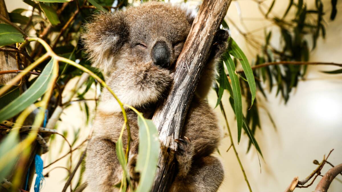South-west Victoria 'almost the worst place' for koalas, expert says
