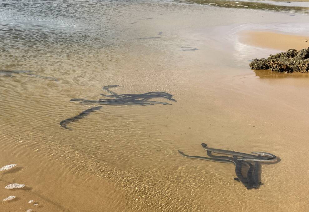 Congregating: The eels bunched up in groups as they patrol the river shallows, looking for an opportunity to escape across the sand to the ocean. Picture: Ben Silvester.