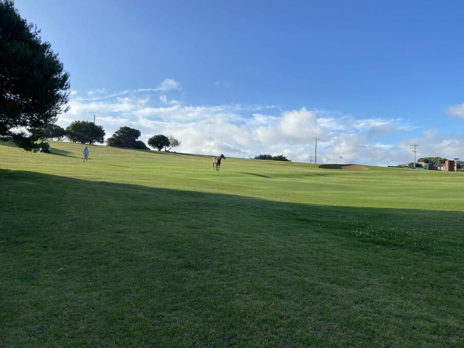 The lone horse wanders the fairways of the Warrnambool Golf Club as players watch on. Picture supplied
