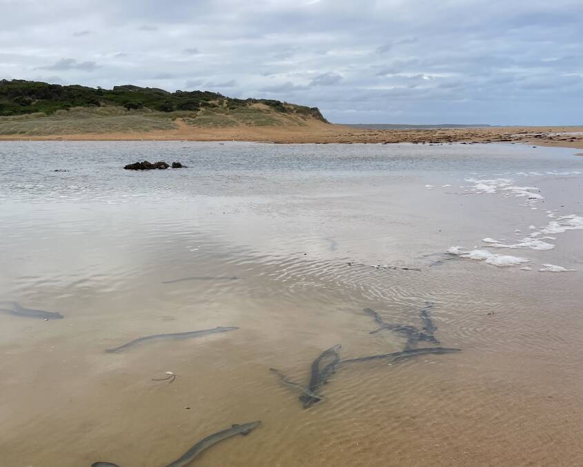 Waiting: Eels gather at the mouth of the Hopkins River in mid-April. They are about to set out on an epic journey, but the river mouth is closed. Picture: Ben Silvester.