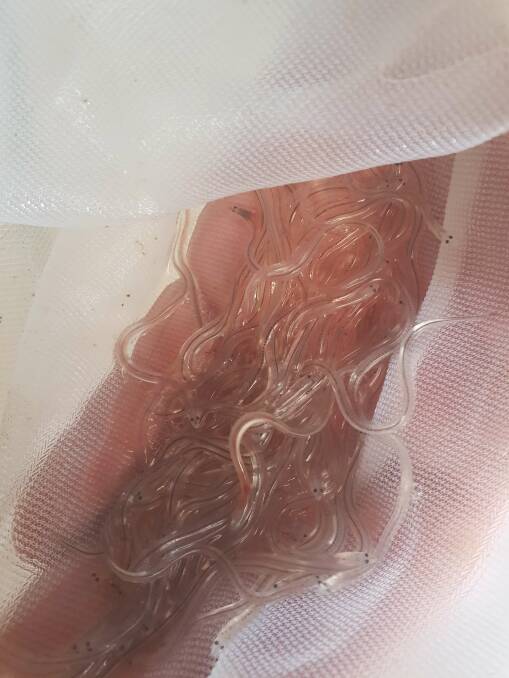 Juvenile: These baby specimens are known as "glass eels" because of their transparency. They will develop colour as they start eating in freshwater.