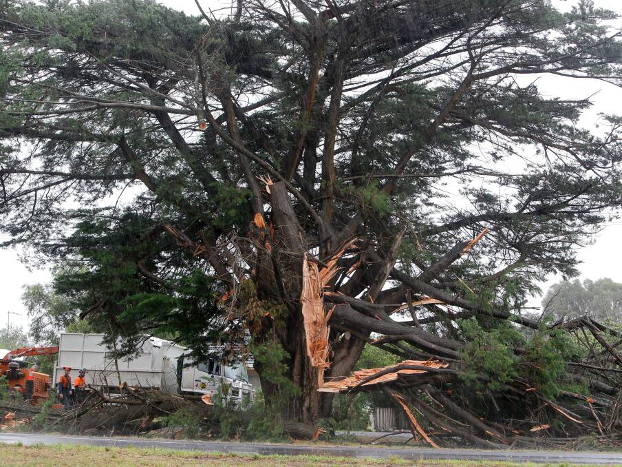 Destroyed: One of the many catastrophically damaged Monterey cypress trees along the Mortlake avenue of honour after last week's storms. Picture: Anthony Brady.