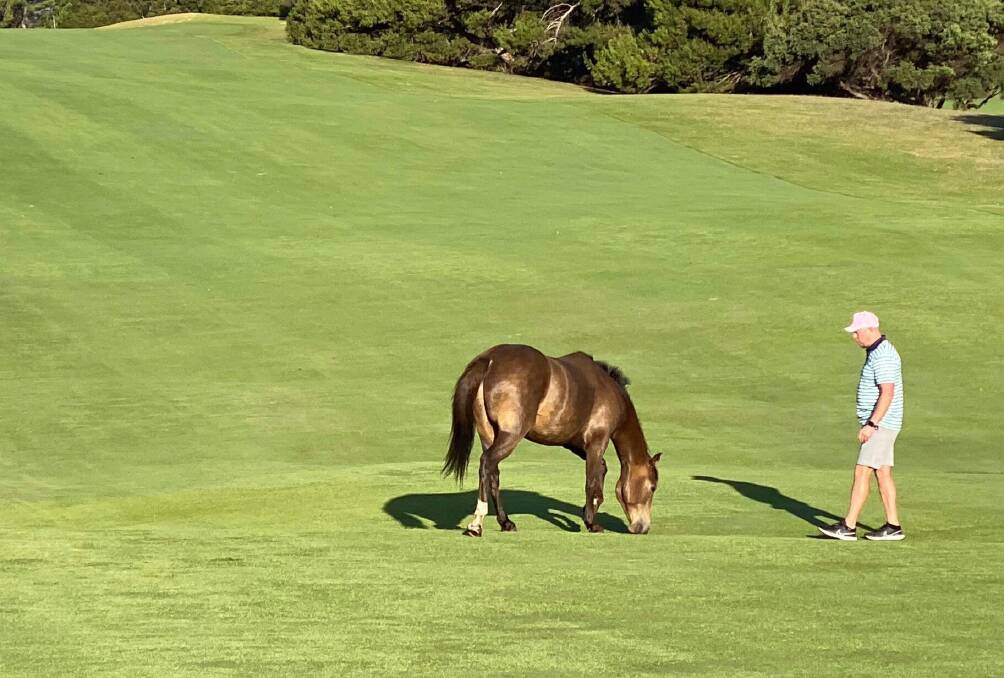 A golfer attempts to coax the runaway horse towards him and off the 18th fairway of the Warrnambool Golf Club on the afternoon of Saturday February 25. Picture supplied