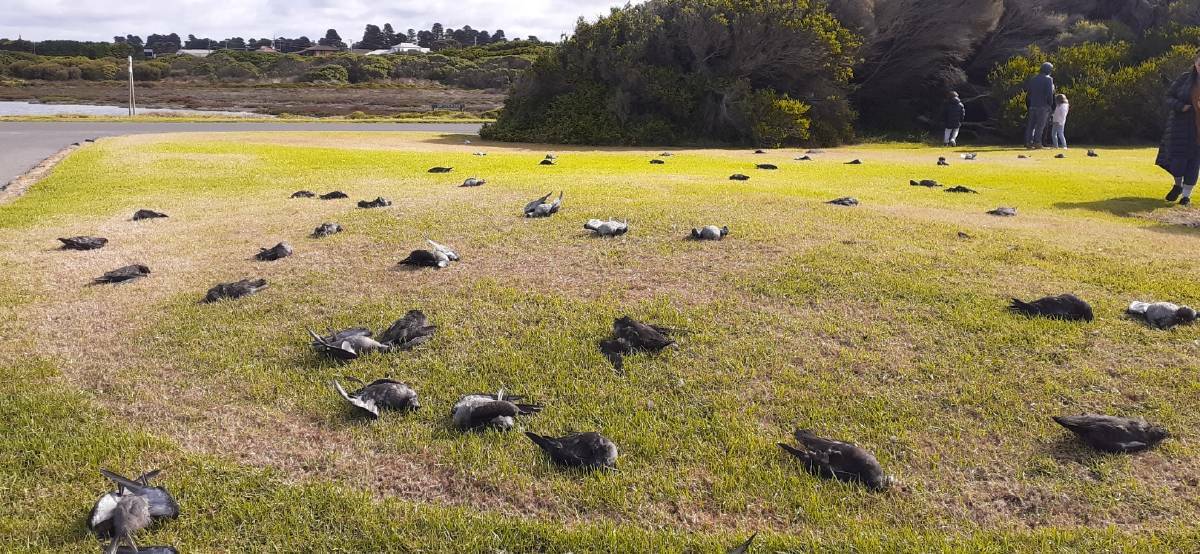TESTING: DELWP is investigating the cause of death after a large number of juvenile shearwater bodies were found near Port Fairy's Griffiths Island on the weekend.