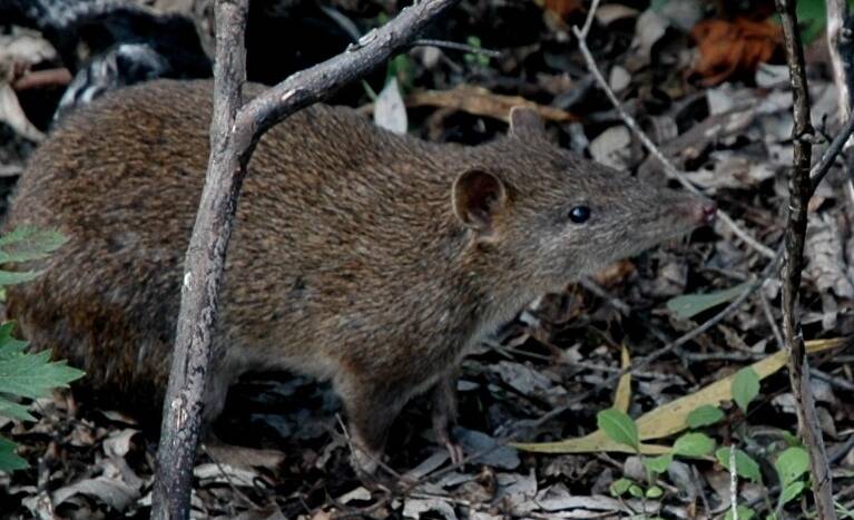PROTECTED: Nature Glenelg Trust has begun their five-year mission to conserve threatened species, including the southern brown bandicoot. Picture: Damien Cook