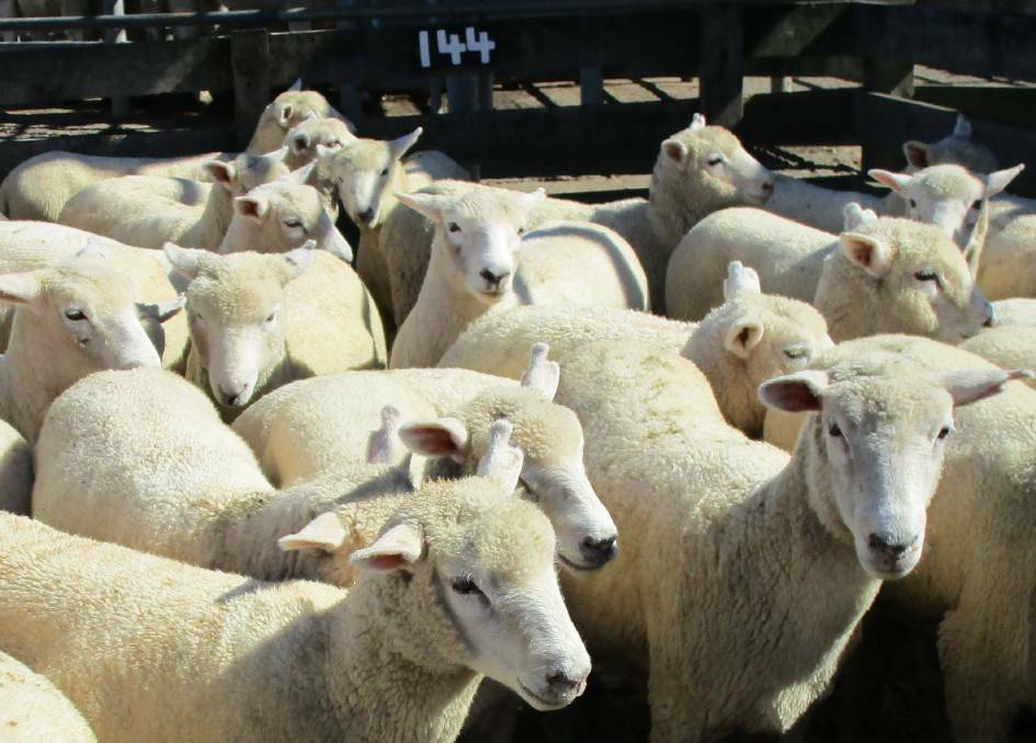 Hamilton police investigating theft of sheep worth $250,000