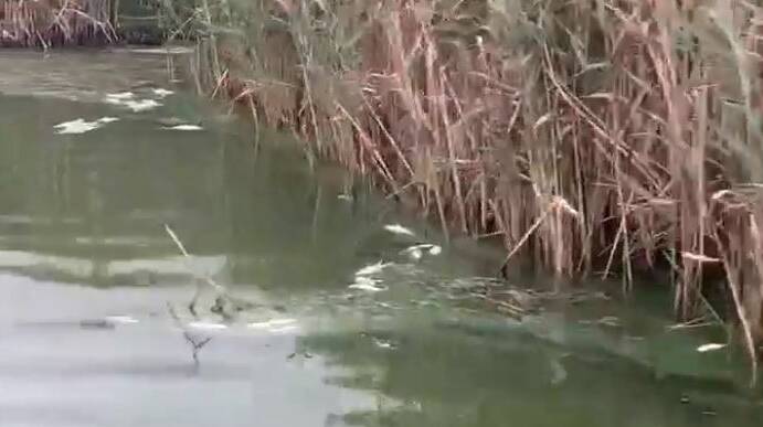TOXIC: Thousands of dead fish have been found in Curdies River due to a toxic algal bloom and deteriorating water quality. 