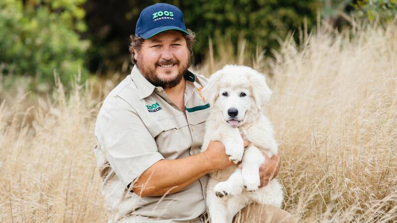 TOO CUTE: It took Zoos Victoria trainer David Williams four years to teach the fluffy guardians, bonding the Maremma dogs with a flock of sheep on the reserve. Pictures: Zoos Victoria
