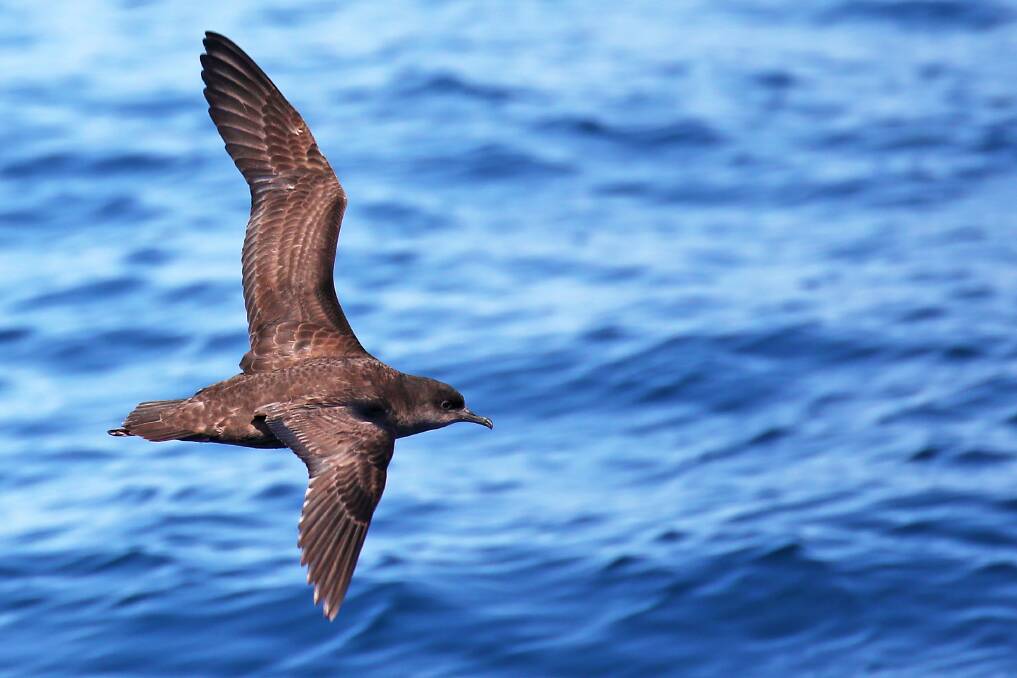 A 'Switch Off for Shearwaters' campaign is being launched to raise awareness and protect the seabird species. Picture supplied.