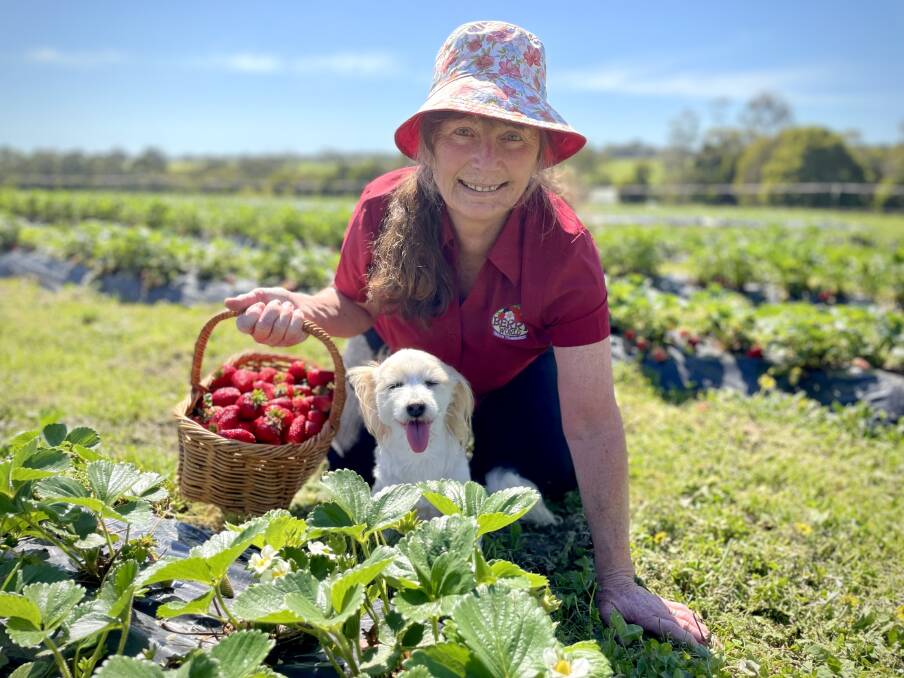 Berry World owner Heather Nicholls and her three-legged farm dog Mocha are excited the strawberry season has begun. 