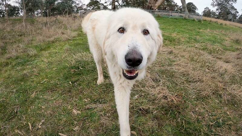 GENTLE GIANTS: Maremma dogs are being used to protect vulnerable bandicoots from predators. The breed successfully protect penguins at Middle Island.