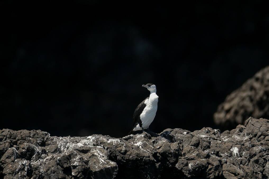 SANCTUARY: Deen Maar is home to a variety of seabirds including penguins. Picture: Chris Doheny