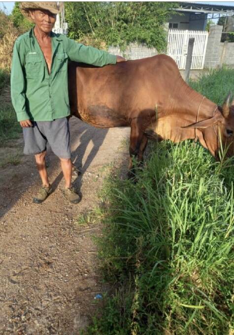A photo of the cow that Ha and his partner Minh have selected to purchase for $28 million Vietnamese Dong. 