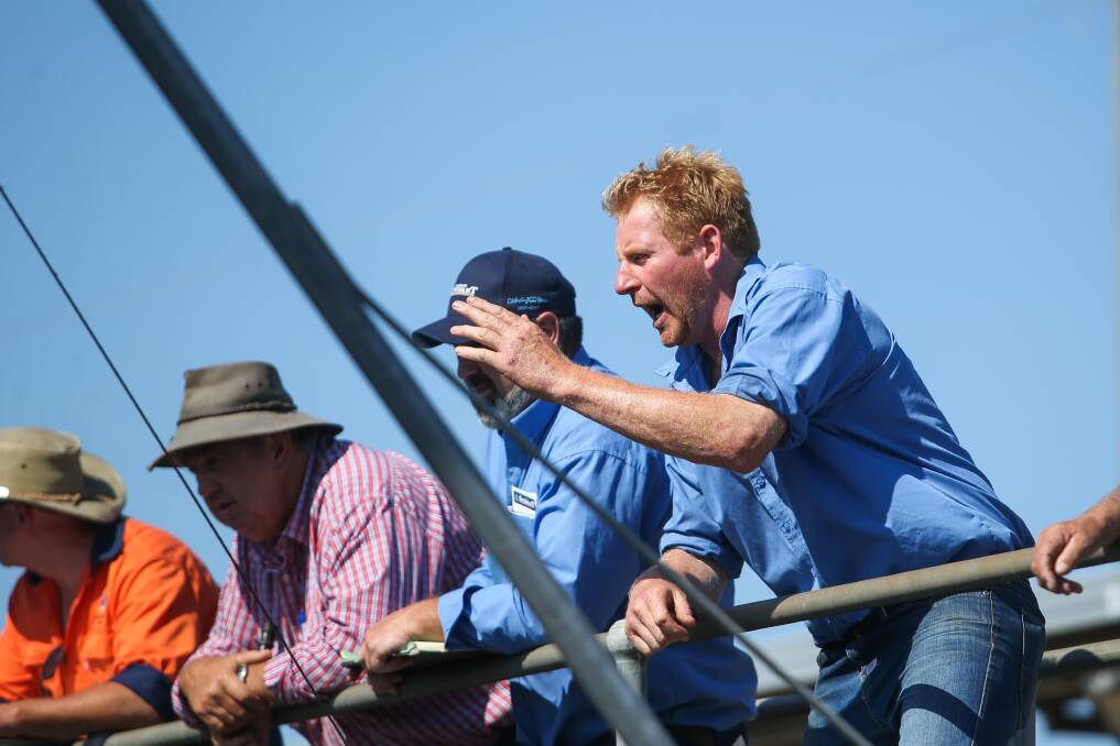 Business is booming at the Camperdown saleyards.