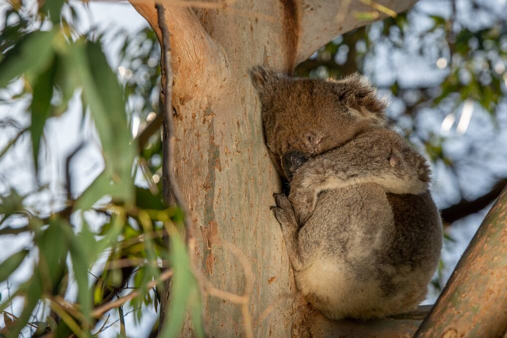 CHARGES LAID: Over 200 charges have been laid against the owner of a Cape Bridgewater property and several businesses after land was cleared to the detriment of koalas in 2020. Picture: Chris Doheny
