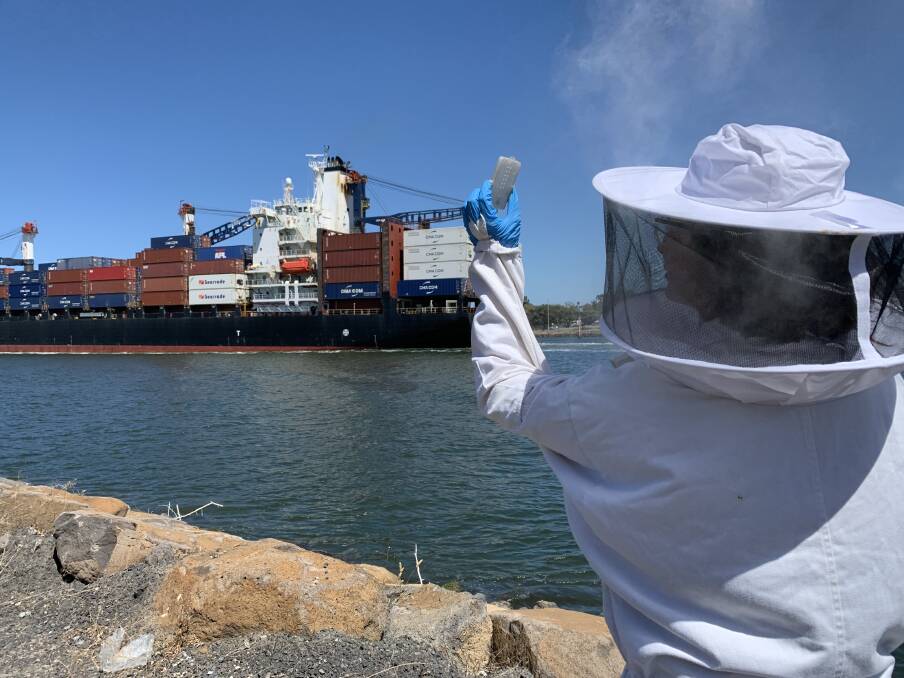 WARRIOR BEES: About 20 sentinel hives at four Victorian ports including two in Portland are keeping the growing honey industry safe from pests and diseases. 