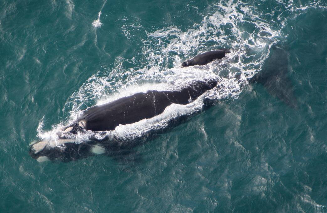 MIGRATION: A Southern Right Whale with her calf east of the Warrnambool whale viewing platform near Lake Gillear.