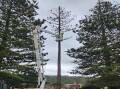 A central Norfolk Pine tree in poor condition on the Port Campbell foreshore has been felled after initial delays.