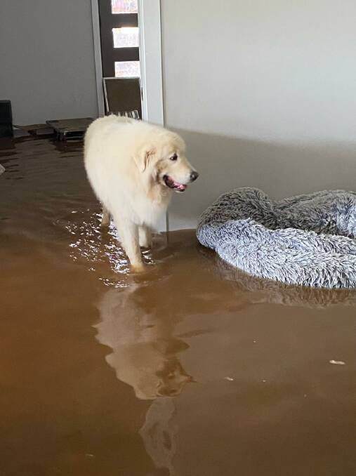 One of the Block family's dogs in the flood water which entered the home. Picture supplied