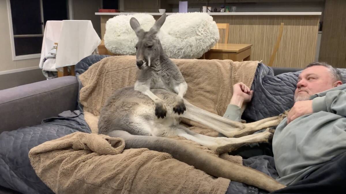 In another video, Rufus stretched out on the couch while Mrs Haywood's husband Neil tried to watch the footy. Picture: Rufus the Couch Kangaroo, Facebook