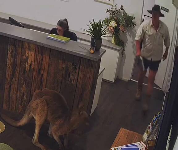 Two Noosa employees were shocked to see this kangaroo trying to check-in.