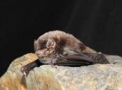 BREEDING: Critically-endangered southern bent-wing bats breed in maternity caves in Warrnambool and Portland. Picture: DELWP