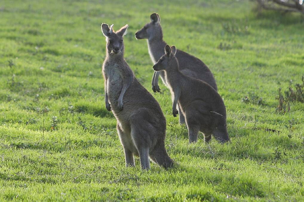 KANGAROOS: State government program allows kangaroos to be harvested for pet food, human consumption and other products. Pictures: Morgan Hancock