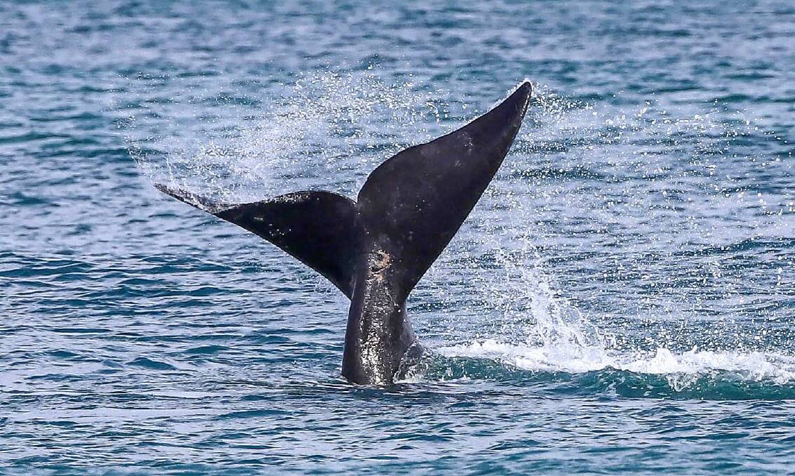 The Conservation Regulator is warning southern right whale watchers along the south-west to remain outside exclusion zones to avoid the risk of being fined. Picture: Shane Smith