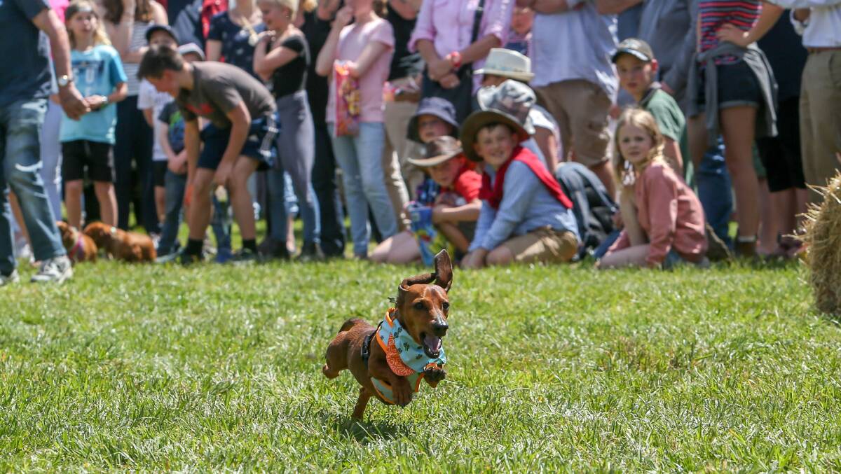 The 150th Camperdown Agricultural Show will be held at Camperdown Showgrounds this Saturday which will include the return of the dachshund dash. 