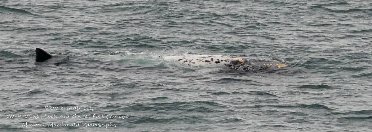 The grey morph calf and its mother breaching in front of onlookers. Picture by Maureen McDonald