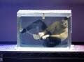 Will magician and illusionist Luke Blaze escape this locked 800-litre tank filled with water at his Warrnambool show on Saturday, September 23? Picture supplied