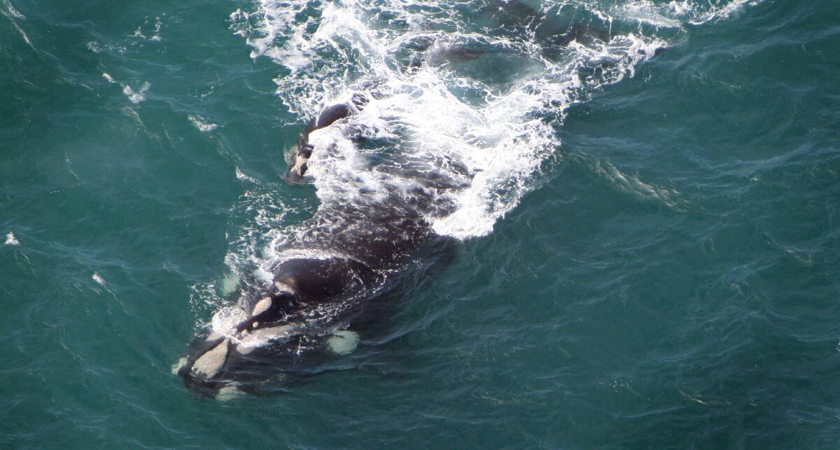 WHALES: A southern right whale with its calf. This is a file image.