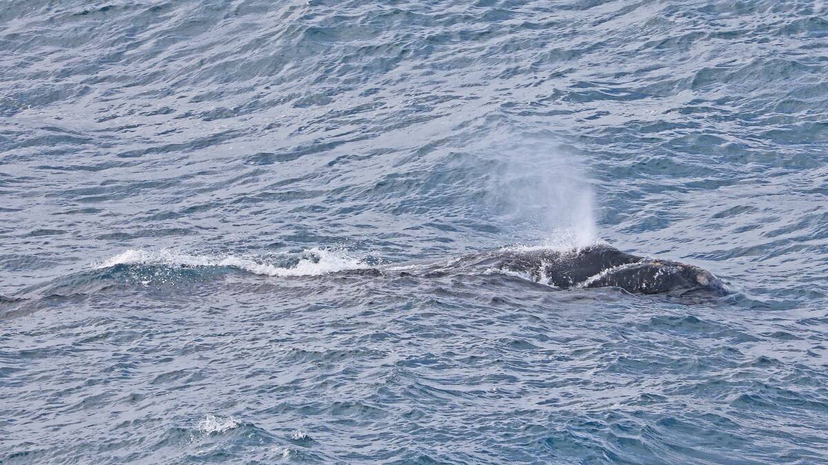 Whale enthusiast and photographer Bob McPherson shares his photographs of two southern right whales in Portland