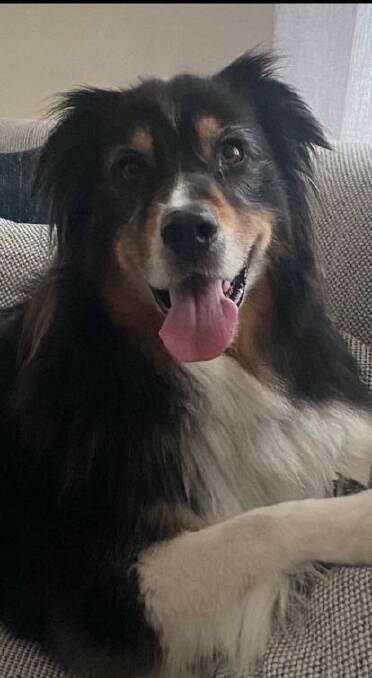 Odi, a seven-year-old tri-coloured Australian shepherd went missing from the BIG4 Port Fairy Holiday Park on New Year's Eve 2023. Picture supplied