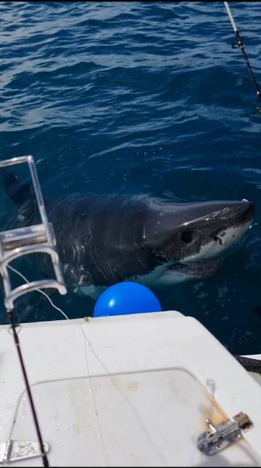 Peter Galea and his friend Joseph McKinnon, both of Portland, were fishing near the Water Tower at Anderson Point about 1.30pm when a great white shark bit the motor of their boat.