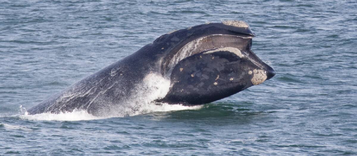 WHALES: A special indigenous ceremony is being held at Moyjil/Point Ritchie on World Environment Day this Sunday ahead of the migration of Southern Right Whales to breed at Logans Beach in Warrnambool. Picture: Perry Cho