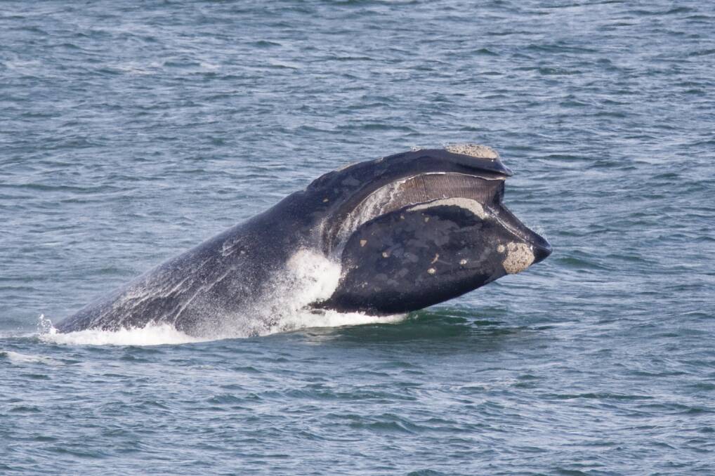 SPOTTED: Southern Right Whales have begun migrating to south-west Victoria. This is a file image. Picture: Perry Cho